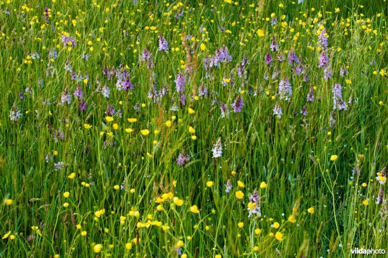 Bloemrijk grasland met orhideeën