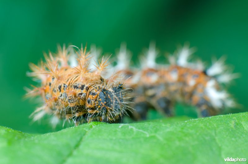 Rups van gehakkelde aurelia