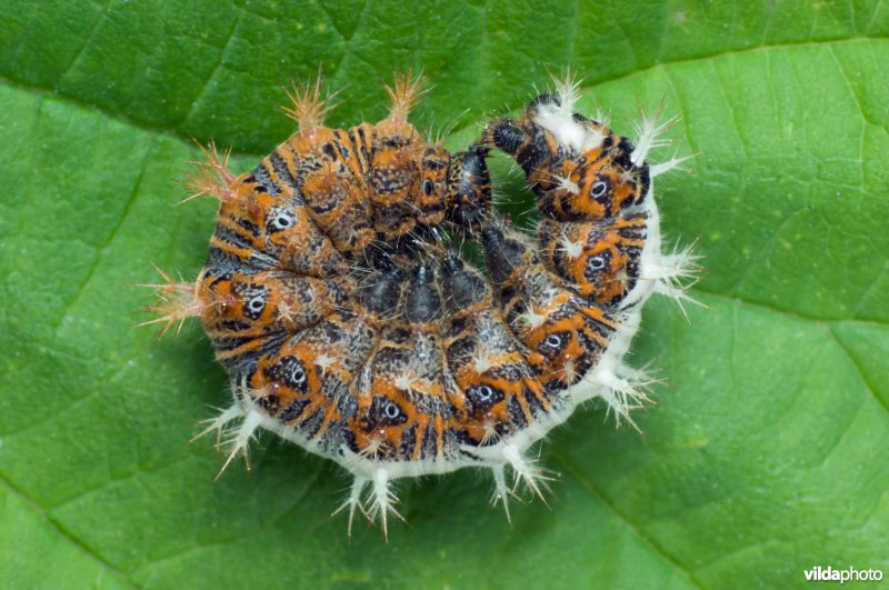 Rups van gehakkelde aurelia