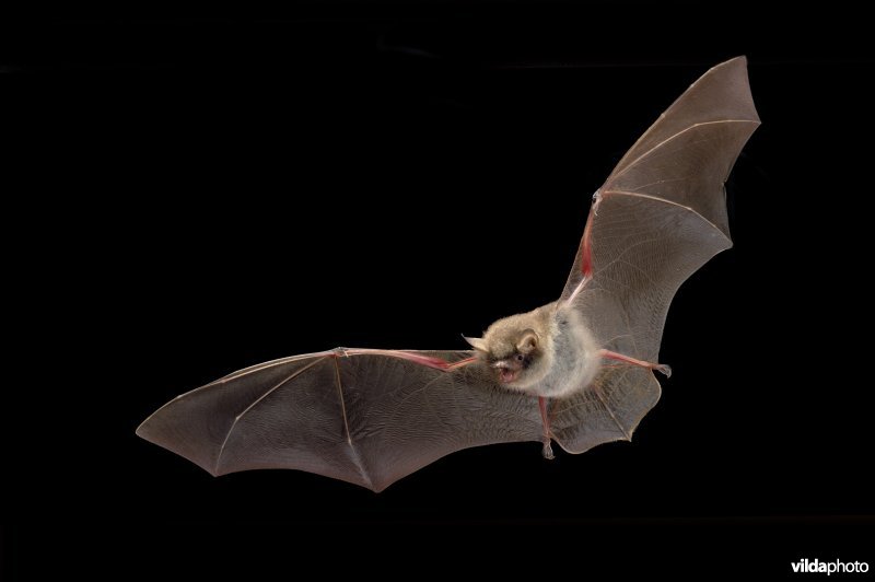 Vliegende franjestaart