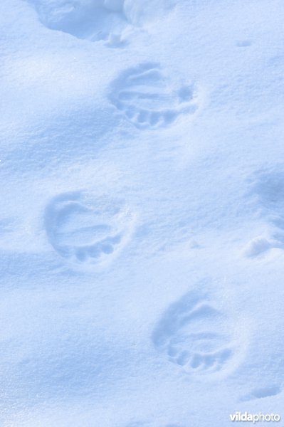 Pootafdruk van Bruine beer in de sneeuw