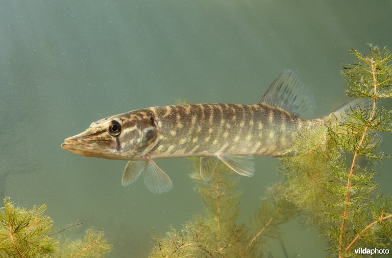 Snoek tussen de planten