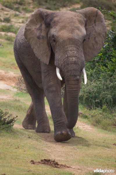 Afrikaanse olifant