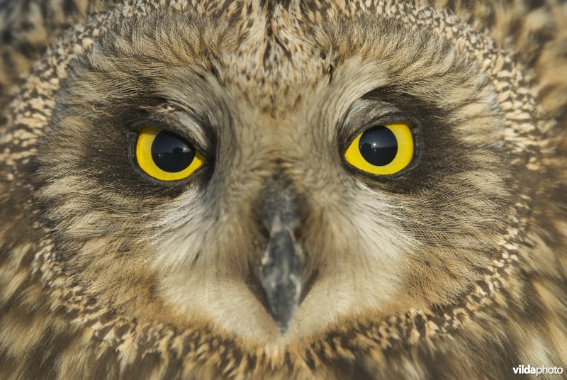 Portret van een Velduil