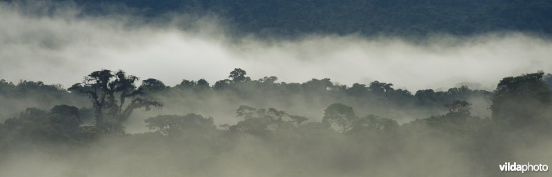 Nevelwoud op de westelijke flanken van de Andes