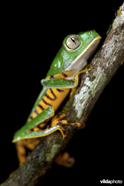 Tropische boomkikker met tijgerpatroon uit de Amazone