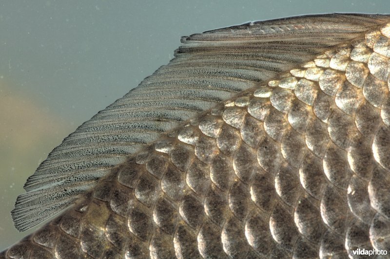 Rugvin van een giebel