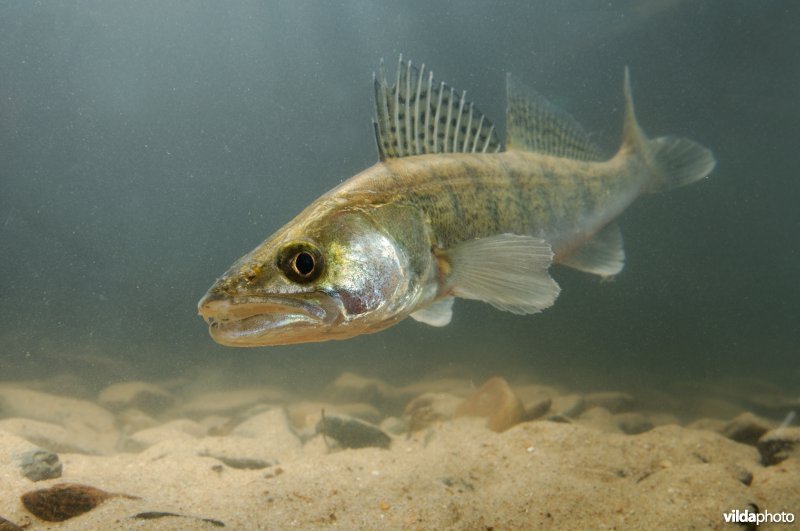 Snoekbaars komt aanzwemmen