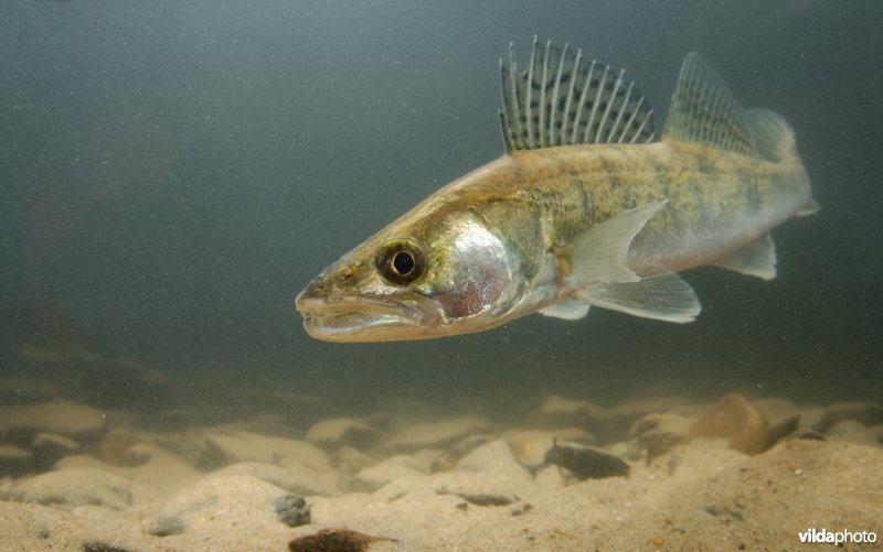 Snoekbaars met barracuda-allures