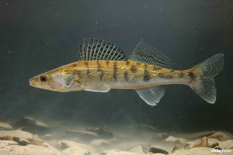 Snoekbaars
