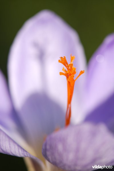 Herfstkrokussen in een tuin