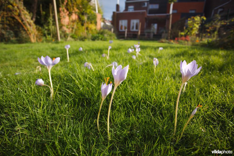 Herfstkrokussen in een tuin