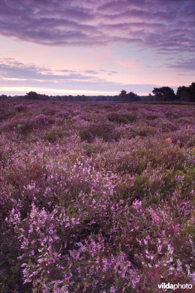 Zonsopgang op de heide