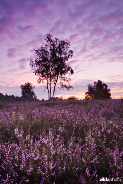 Zonsopgang op de heide