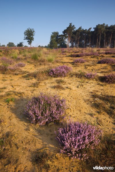 Natuurontwikkeling