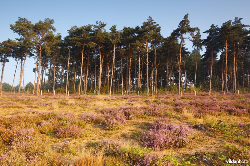 Natuurontwikkeling