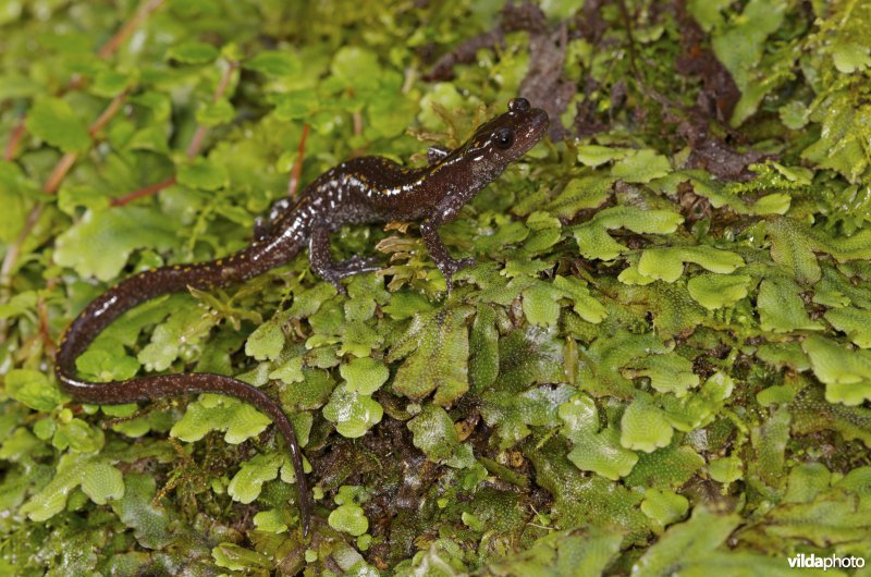 Kaukasische landsalamander