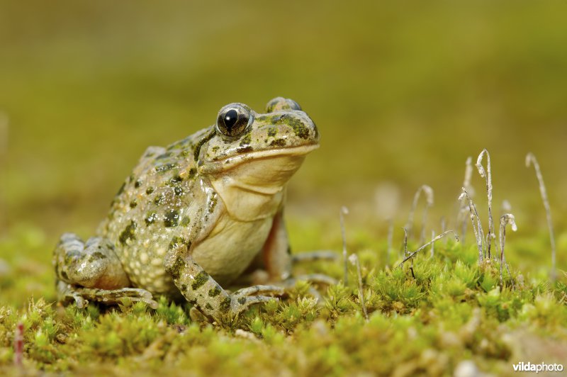 Groengestipte kikker