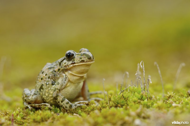 Groengestipte kikker