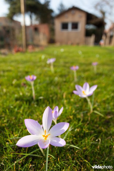 Krokussen in een tuin