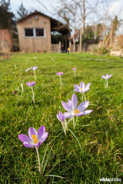 Krokussen in een tuin