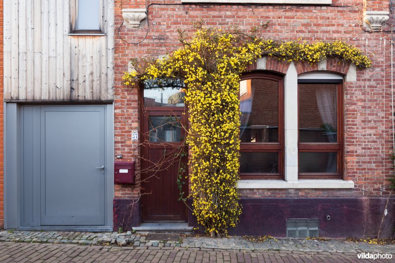 Bloeiende Winterjasmijn