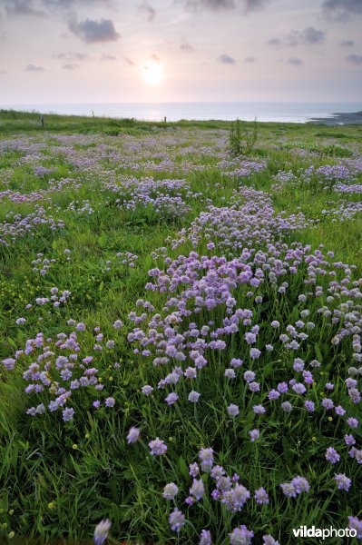 Zonsondergang aan de klifkust begroeid met Engels gras