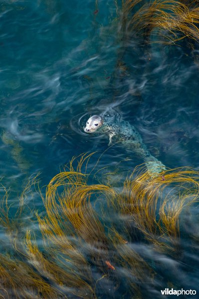Grijze zeehond tussen zeewier