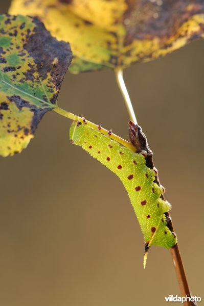 Rups van populierpijlstaart