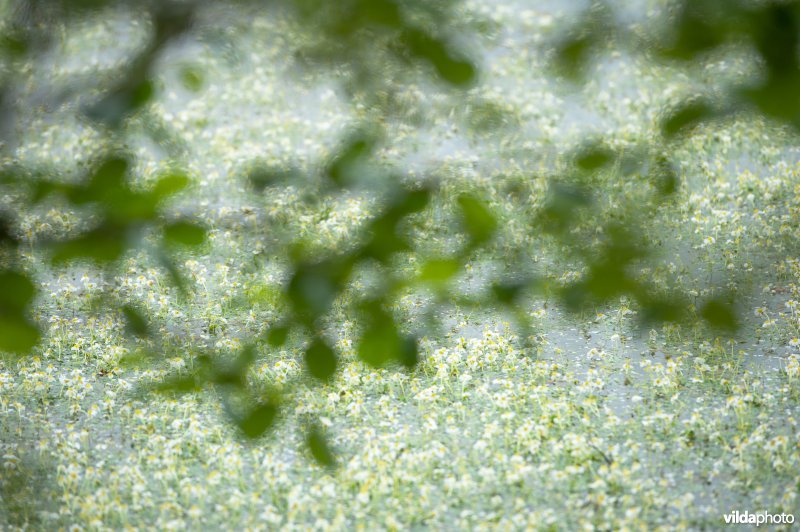 Grote waterranonkel