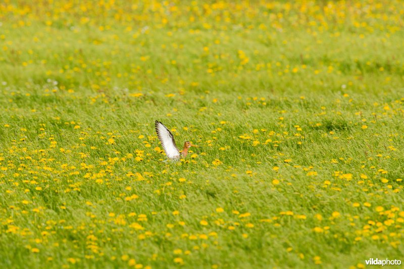 Grutto in bloemrijke weide