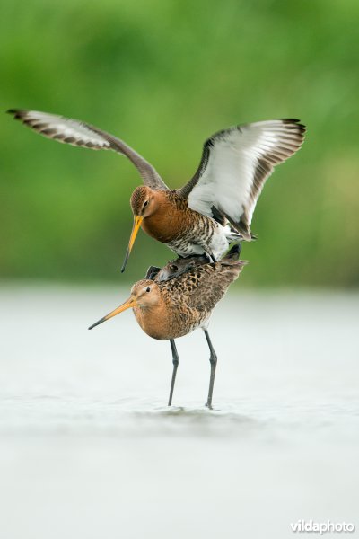 Grutto's zorgen voor nageslacht