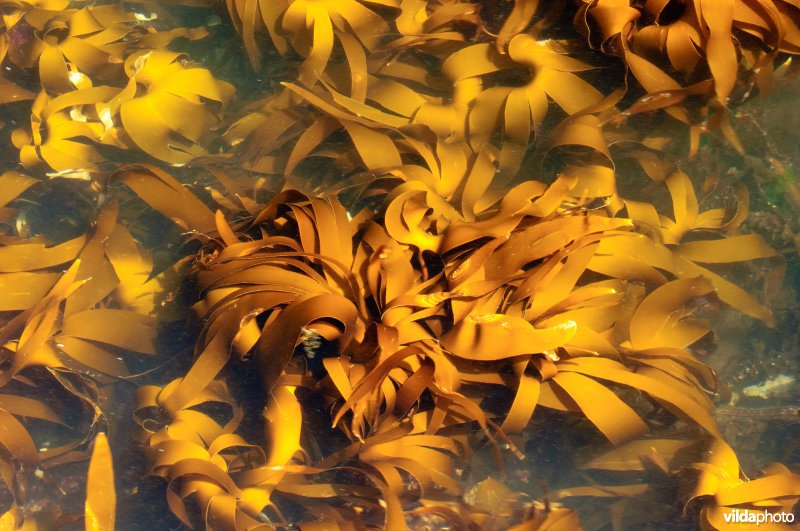 Kelp