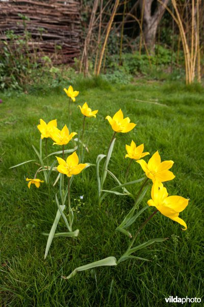 Bostulpen in een tuin