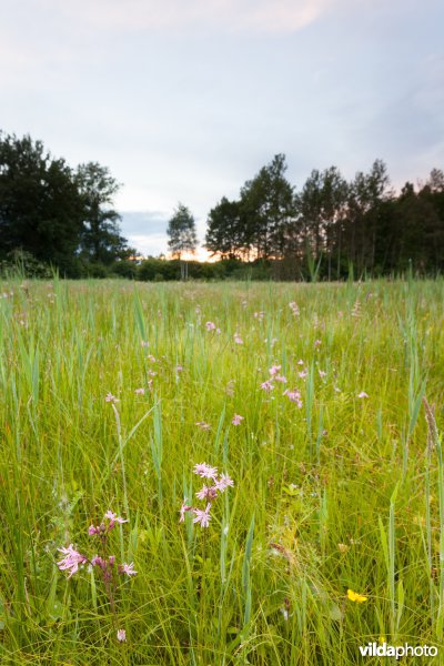 Echte koekoeksbloem