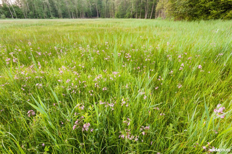 Echte koekoeksbloem