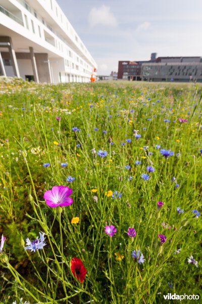 Tijdelijke natuur in de stad