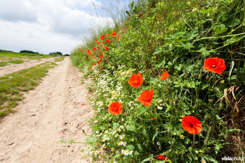 Klaprozen langs een veldweg