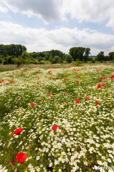 Klaprozen in een bloemrijke akkerrand