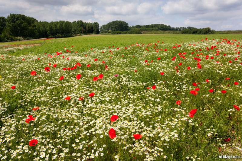 Klaprozen in een bloemrijke akkerrand