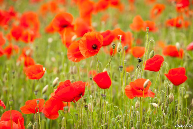 Klaprozen in een bloemrijke akkerrand