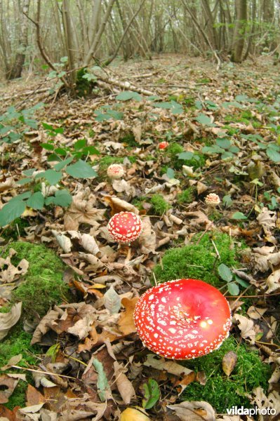 Vliegenzwam in bosreservaat 'Hasselbos'