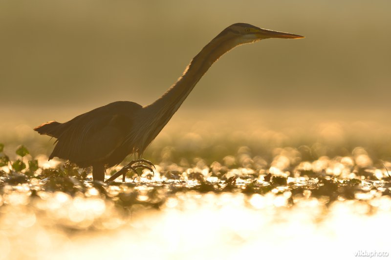 Purperreiger in ochtendlicht