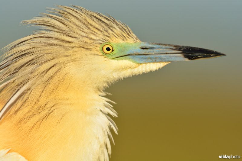 Kop van Ralreiger