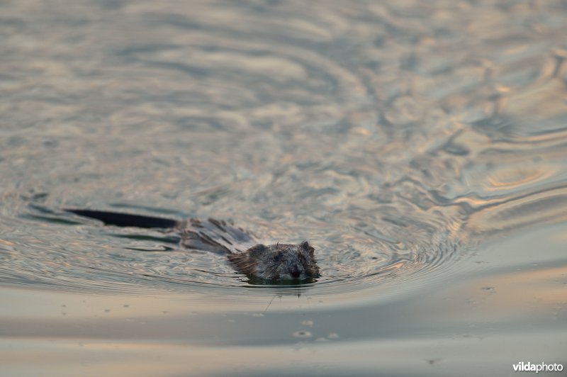 Zwemmende Muskusrat