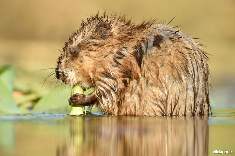 Muskusrat eet maïsstengel