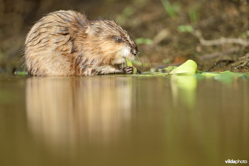 Muskusrat