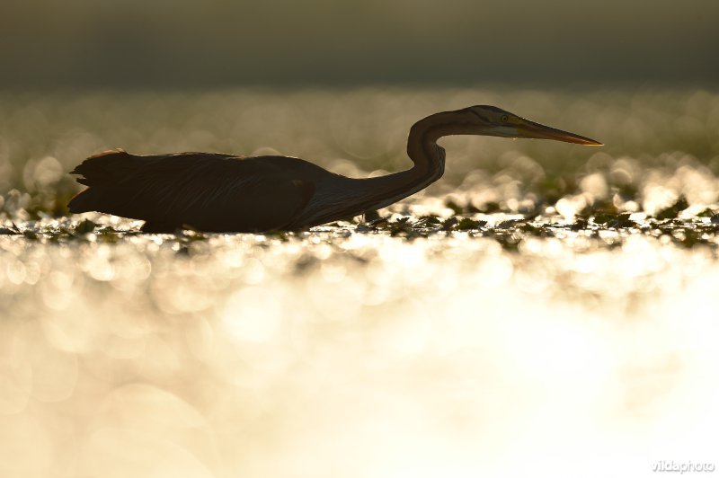 Purperreiger in ochtendlicht