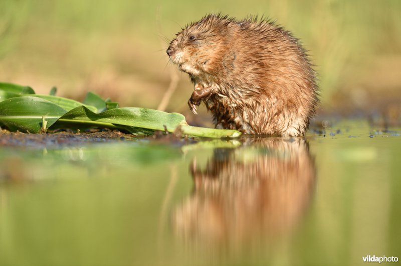 Muskusrat