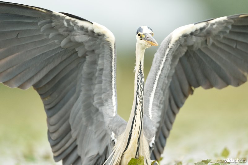 Blauwe reiger